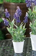 VASO LAVANDA 7,5 X H28,5