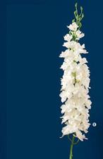 DELPHINIUM BIANCO
