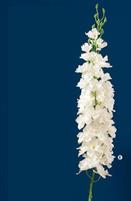 DELPHINIUM BIANCO
