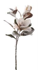 MAGNOLIA INNEVATA