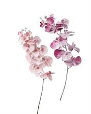ORCHIDEA INNEVATA