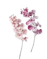 ORCHIDEA INNEVATA