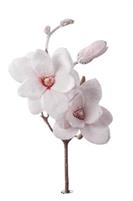 MAGNOLIA INNEVATA 2 FIORI