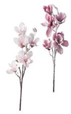 MAGNOLIA INNEVATA COLOR