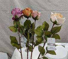 ROSA 70CM