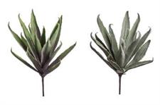 AGAVE 97CM