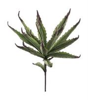ALOE 87CM