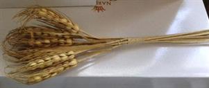 SPIGA  COLOR  NATURALE