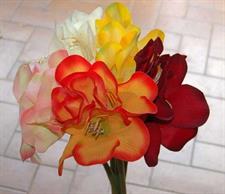 FIORE 7240 AMARYLLIS ASSORTITO