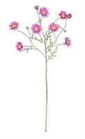 MARGHERITA LAVANDA CHIARO 60