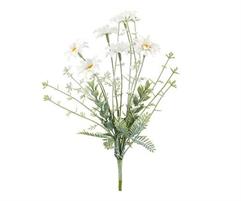 CESP.6 MARGHERITE BIANCHE H.30