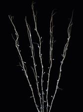 RAMI LUMINOSI 5 RAMI H120 60 NANOLED